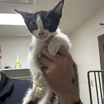 Ficus -  Domestic Short Hair Cat for Adoption in Bentonville, Arkansas - Ficus | PetCurious