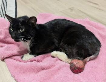 Apple -  Domestic Short Hair Cat for Adoption in Portland, Indiana - Apple | PetCurious