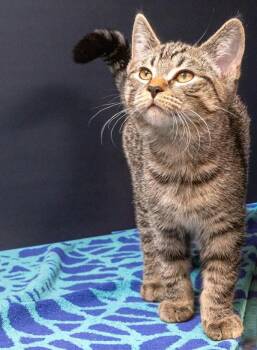 Domestic Short Hair Cats Available for Adoption in Oakville, Ontario - Ricky | PetCurious