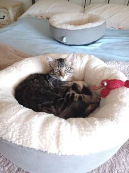 Domestic Short Hair Cats Available for Adoption - Junior | PetCurious