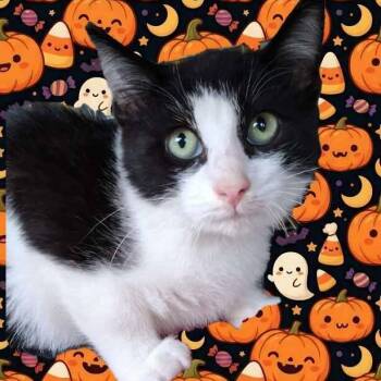 Figaro -  Domestic Short Hair Cat for Adoption in Wyandotte, Michigan - Figaro | PetCurious