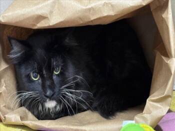 Rescue Domestic Long Hair Cats for Adoption in Loveland, Colorado - DAVID | PetCurious