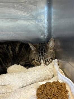 Domestic Medium Hair Cats Available for Adoption - 60548280 | PetCurious