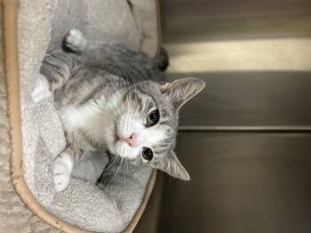 Dumpster grandbaby -  Domestic Short Hair Cat for Adoption in Howes Cave, New York - Dumpster Grandbaby | PetCurious