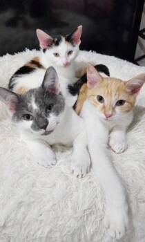A Bucket Full or Sunshine - The Furever Family -  Domestic Short Hair Cat for Adoption in Manassas, Virginia - A Bucket Full Or Sunshine - The Furever Family | PetCurious