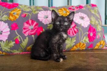 Helen -  Domestic Short Hair Cat for Adoption in San Antonio, Texas - Helen | PetCurious