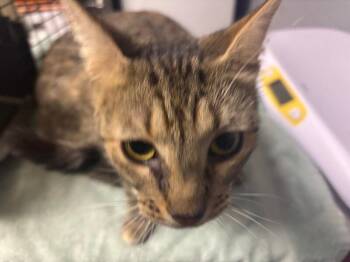 Angel -  Domestic Short Hair Cat for Adoption in Cincinnati, Ohio - Angel | PetCurious