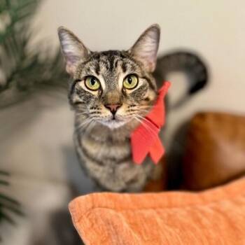 Velvet Wonka -  Tabby and Domestic Short Hair Cat for Adoption in Friendswood, Texas - Velvet Wonka | PetCurious