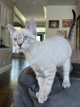 Snickers -  Domestic Short Hair Cat for Adoption in Fort Worth, Texas - Snickers | PetCurious