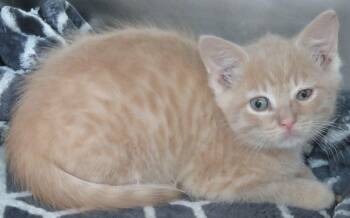 Richie -  Domestic Short Hair Cat for Adoption in Lexington, Virginia - Richie | PetCurious