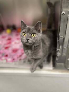 Rescue Domestic Short Hair Cats for Adoption in Covington, Virginia - Florence | PetCurious