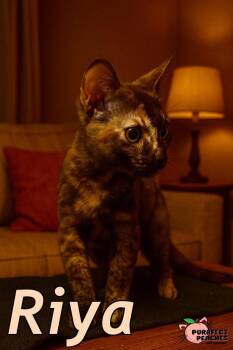 Rescue Domestic Short Hair Cats for Adoption in Douglasville, Georgia - Riya | PetCurious