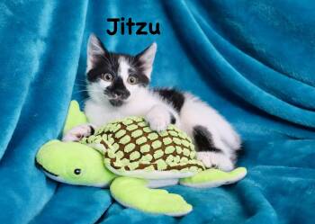 Jitsu -  American Bobtail Cat for Adoption in St. Augustine, Florida - Jitsu | PetCurious