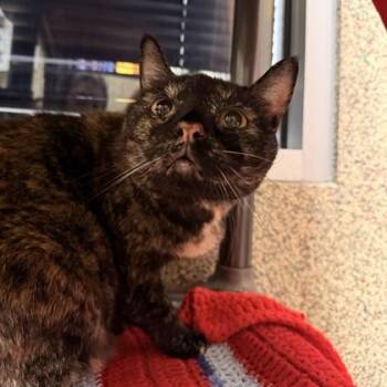 Marta -  Domestic Short Hair Cat for Adoption in Merriam, Kansas - Marta | PetCurious