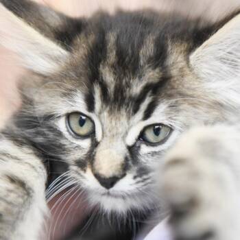 Domestic Long Hair Cats Available for Adoption in Redwood City, California - Raven | PetCurious