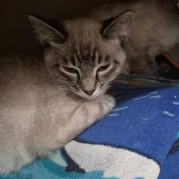 Siamese Cats Available for Adoption in Mount Vernon, Arkansas - Jerome | PetCurious