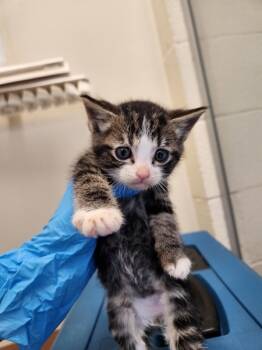 Rescue Domestic Short Hair Cats for Adoption in Kennewick, Washington - Cinnamon | PetCurious