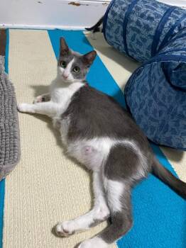 Rescue Domestic Short Hair Cats for Adoption in Albany, Wisconsin - Francine | PetCurious