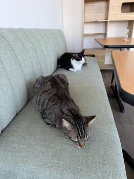 Mabel 2 -  Domestic Short Hair Cat for Adoption in Tucson, Arizona - Mabel 2 | PetCurious