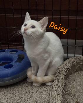 Rescue Siamese Cats for Adoption in Villa Park, California - Daisy | PetCurious