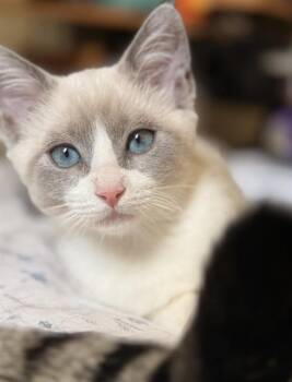 Domestic Short Hair Cats Available for Adoption - MIA | PetCurious