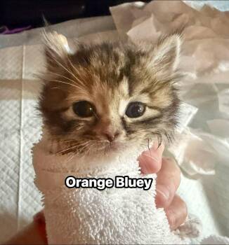 Orange Bluey - Kitten -  Domestic Short Hair Cat for Adoption in Enfield, Connecticut - Orange Bluey - Kitten | PetCurious