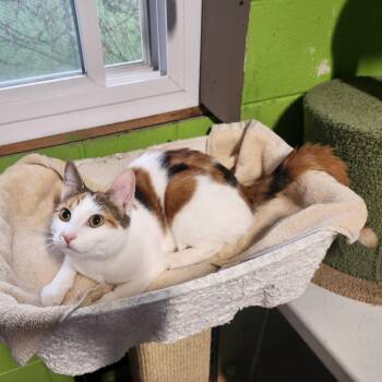 Domestic Short Hair and Calico Cats Available for Adoption in Bolingbrook, Illinois - Mona | PetCurious