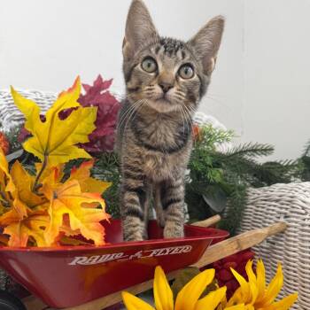 Mayhem Maker-56693 -  Domestic Short Hair Cat for Adoption in Eaton Rapids, Michigan - Mayhem Maker-56693 | PetCurious