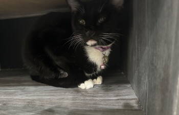 Rescue Tuxedo and Turkish Van Cats for Adoption in Orlando, Florida - Cece | PetCurious