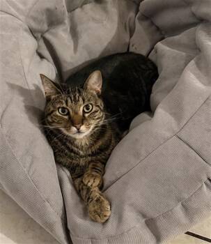 TOM JR -  Domestic Short Hair Cat for Adoption in Dallas, Texas - TOM JR | PetCurious