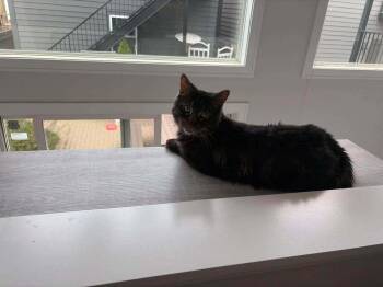 Greyson -  Maine Coon and Domestic Long Hair Cat for Adoption in Chicago, Illinois - Greyson | PetCurious