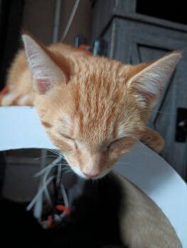 Dewey -  Domestic Short Hair Cat for Adoption in Philadelphia, Pennsylvania - Dewey | PetCurious
