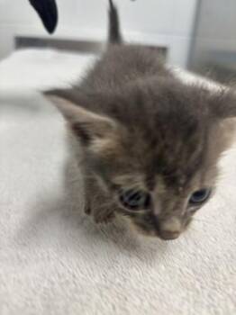 Po -  Domestic Short Hair Cat for Adoption in Daphne, Alabama - Po | PetCurious