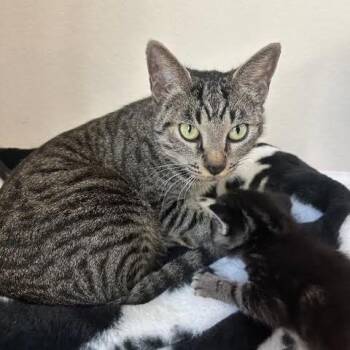 Kitty Finley -  Domestic Short Hair Cat for Adoption in Park Row, Texas - Kitty Finley | PetCurious