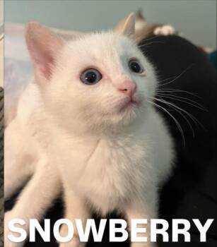 Snowberry -  Domestic Short Hair Cat Available for Adoption - Snowberry | PetCurious