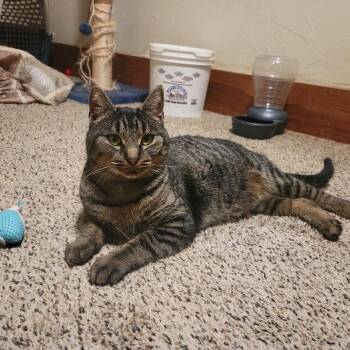 Domestic Short Hair Cats Available for Adoption - Starla | PetCurious