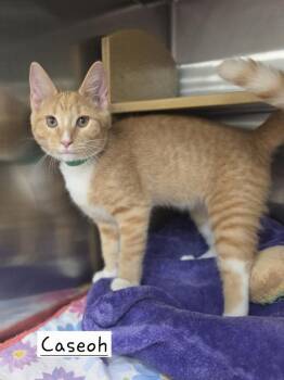 Caseoh       PIA -  Domestic Short Hair Cat for Adoption in Metamora, Illinois - Caseoh       PIA | PetCurious