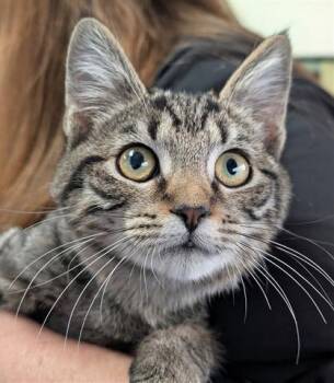 Rescue Domestic Short Hair Cats for Adoption in Canfield, Ohio - CHAI | PetCurious