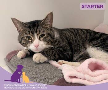 Domestic Short Hair Cats Available for Adoption - Starter | PetCurious