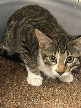 Rescue Tabby Cats for Adoption in Grand Junction, Colorado - Chestnut | PetCurious