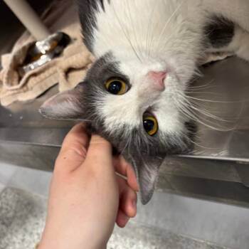 Domestic Short Hair Cats Available for Adoption in Fort Wayne, Indiana - Beanie | PetCurious