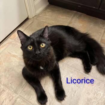 Maine Coon and Domestic Long Hair Cats Available for Adoption in Carmel, Indiana - Licorice | PetCurious