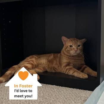Vesper -  Domestic Short Hair Cat for Adoption in Salt Lake City, Utah - Vesper | PetCurious
