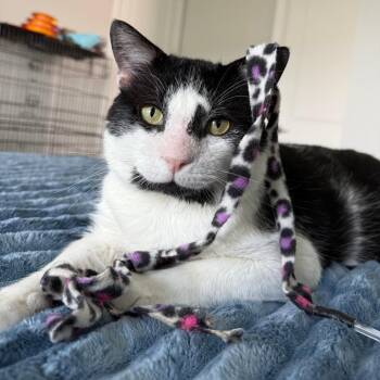 Buster -  Domestic Short Hair Cat for Adoption in Pompano Beach, Florida - Buster | PetCurious