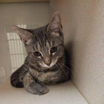 Allie -  Domestic Short Hair Cat for Adoption in Ballston Spa, New York - Allie | PetCurious