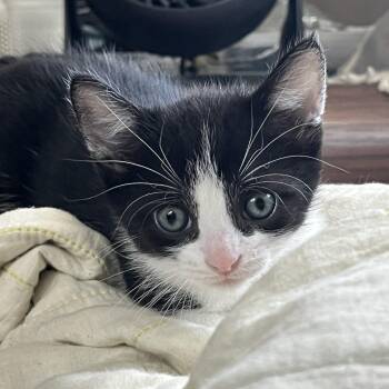Tuxedo Cats Available for Adoption in Tampa, Florida - Tuna | PetCurious