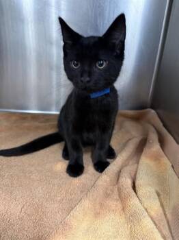 COKE -  Domestic Short Hair Cat for Adoption - COKE | PetCurious