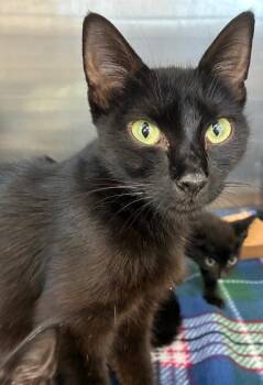 Inky -  Domestic Short Hair Cat for Adoption in Hartsville, South Carolina - Inky | PetCurious