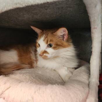 Ronald -  Domestic Long Hair Cat for Adoption in Toms Brook, Virginia - Ronald | PetCurious