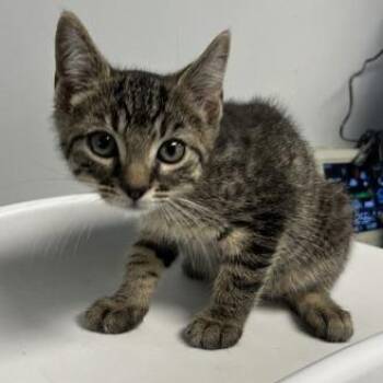 Arthur Shelby -  Domestic Short Hair Cat for Adoption in Baltimore, Maryland - Arthur Shelby | PetCurious
